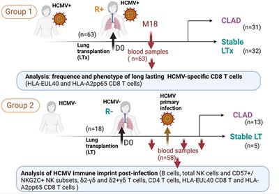 Changes in HCMV immune cell frequency and phenotype are associated with chronic lung allograft dysfunction